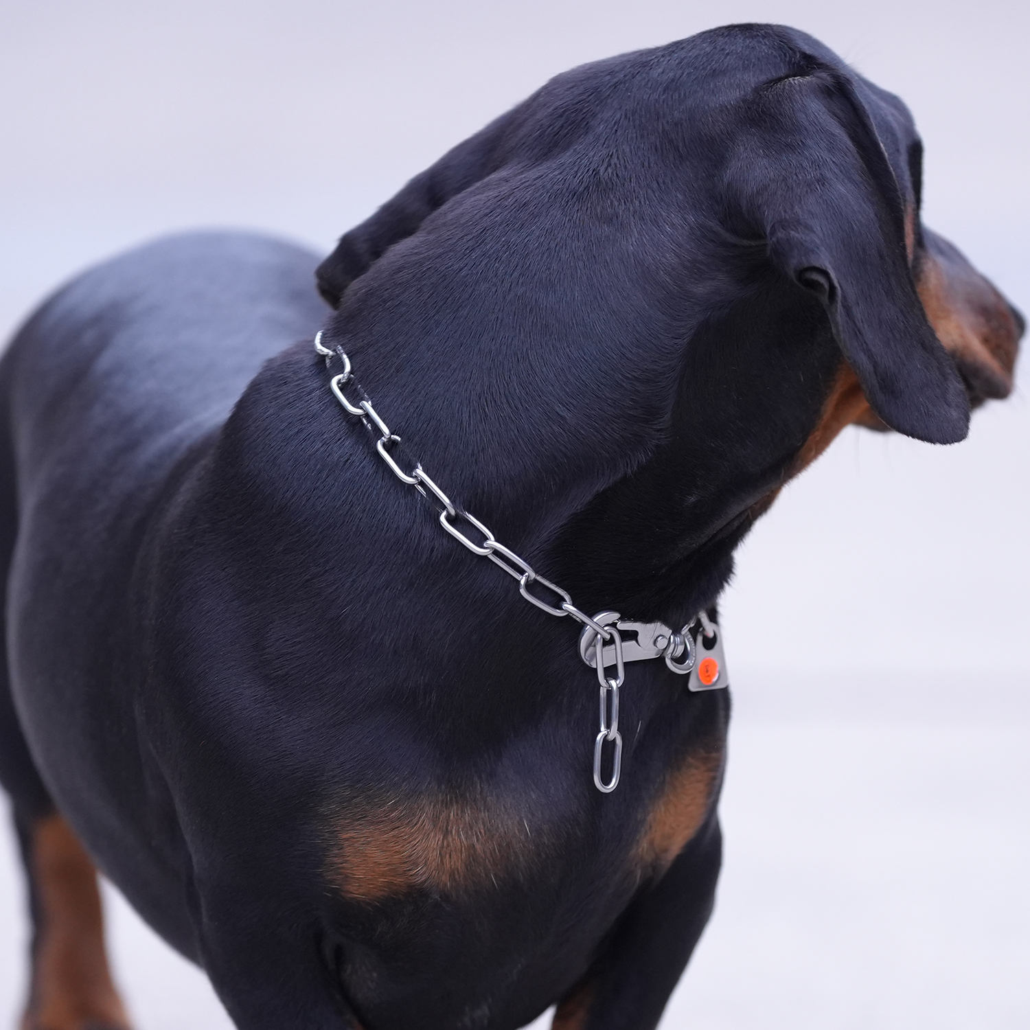 Collar, medium links adjustable - with DT hook - Stainless steel, 2.0 mm - Image 4
