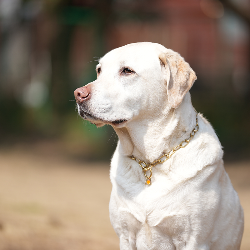 Collar, medium - Solid brass, 3.0 mm - Image 6